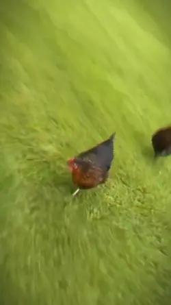Hardest Chicken Edit
