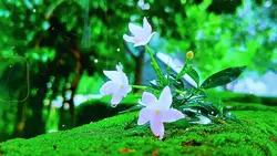টিপ টিপ বৃষ্টিতে 