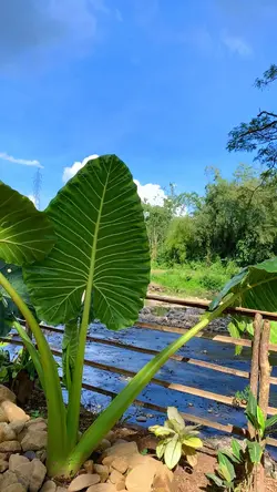 🍃