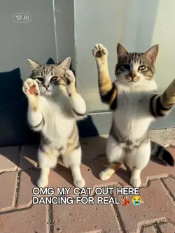 Dancing Cat