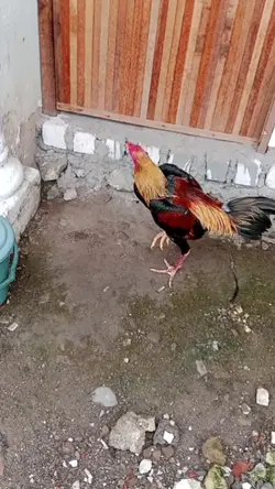 ayam laga