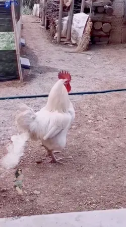 Chicken memes