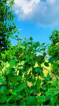 owsame nature