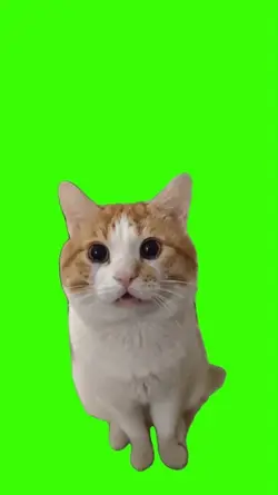 Cat/Gato