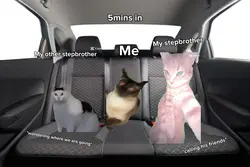 cat roadtrip 