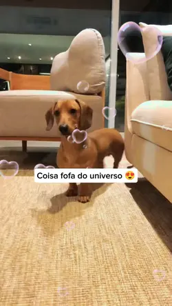 minha mãe disse 