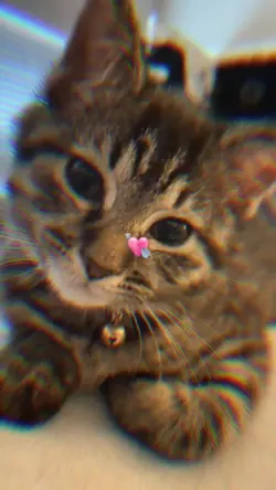 Día del gato