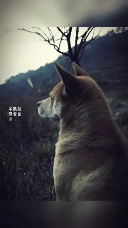 1 ảnh + Màu ig