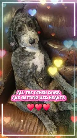 RED HEARTS DOGS