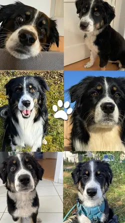 Hund Multigrid