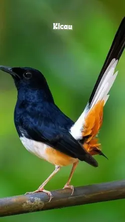 Kicau Mania 