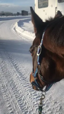 Friends horse 