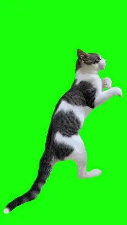Boxing cat meme 