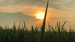 Mẫu chill 4 video