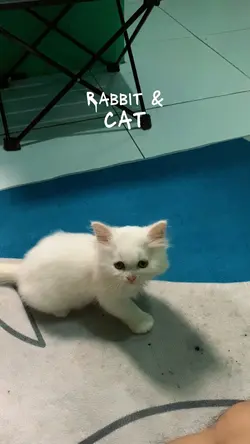Kucing
