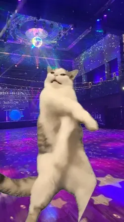 White cat dancing