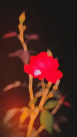 new slowmotion