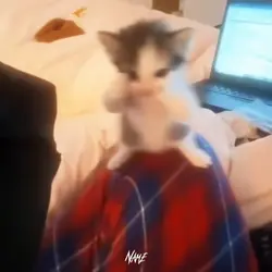 Free Anime Edit
