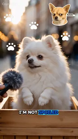 Cutie dog
