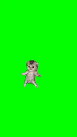 GOT THAT FEELIN CATS