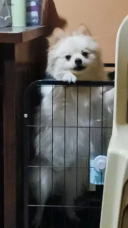 labandera