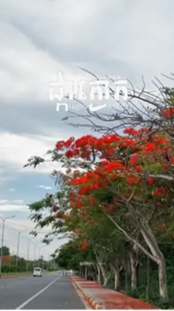 ផ្កាក្ងោកកែប