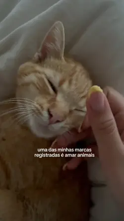amar animais 