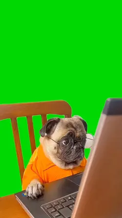 anjing kerja 