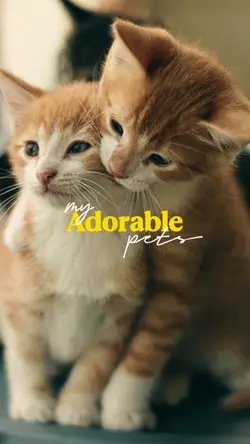 my Adorable pets