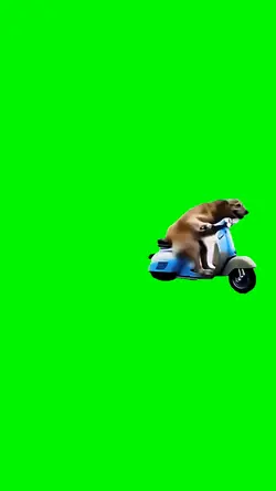 dog race