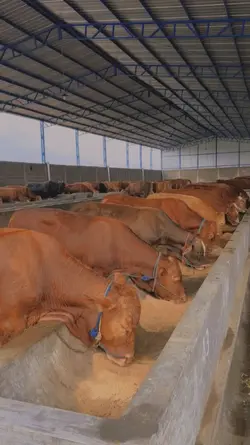 story sapi