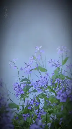 2 ảnh