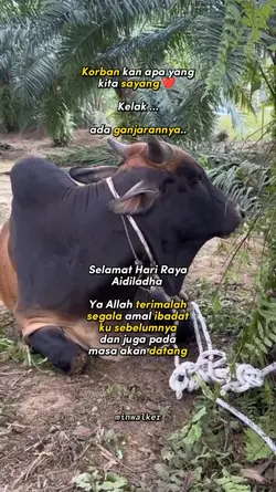 Korban Kan Apa ?