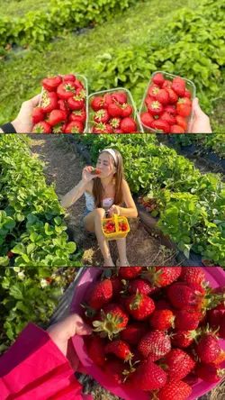 strawberry season