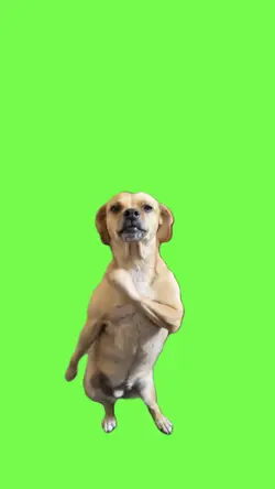 Perro bailando