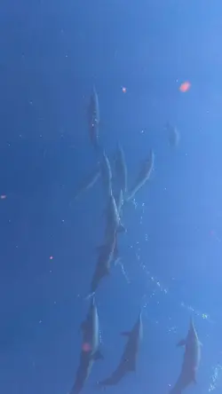 Dolphins 🐬