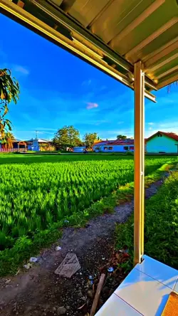Sawah