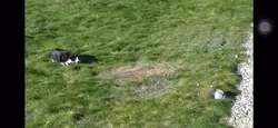 Chat vs pigeon