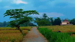 Cinematography 