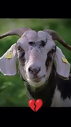 Chèvre > Évolution