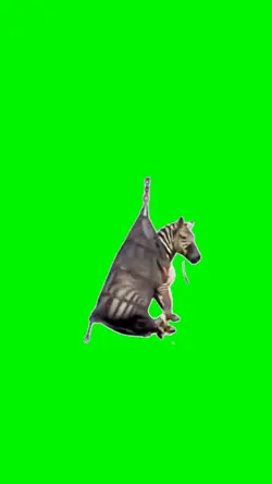 Spinning zebra