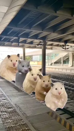 funny hamster meme 
