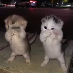 CAT DANCE