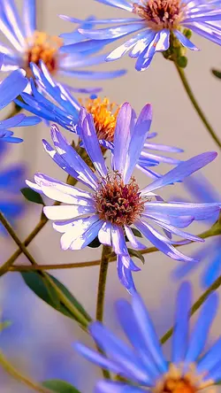 Fiori viola 