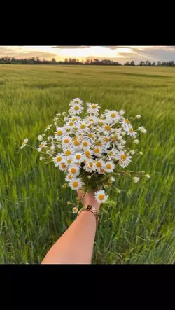 Daisy