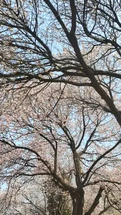 Kyoto 