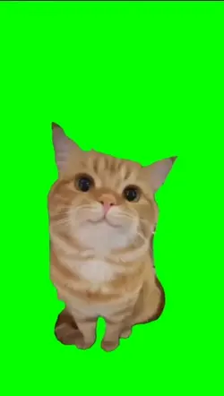 CAT SMILING MEME