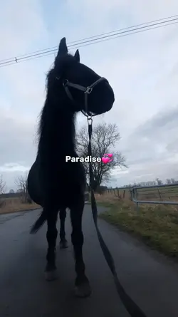 Paradise