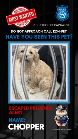 Dog escaped 