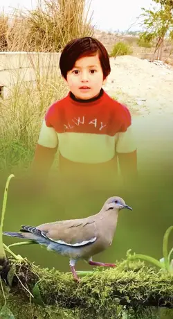 Bird Template 